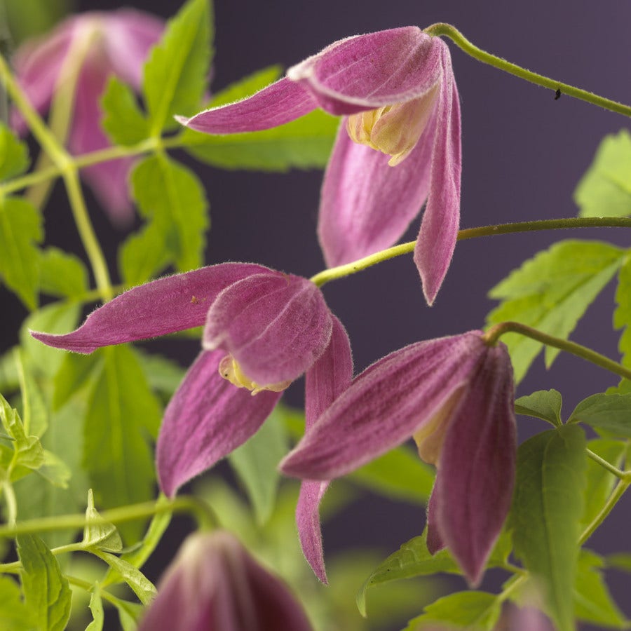 Bosrank (Clematis alpina 'Ruby')