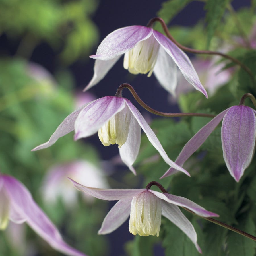 Bosrank (Clematis alpina 'Willy')