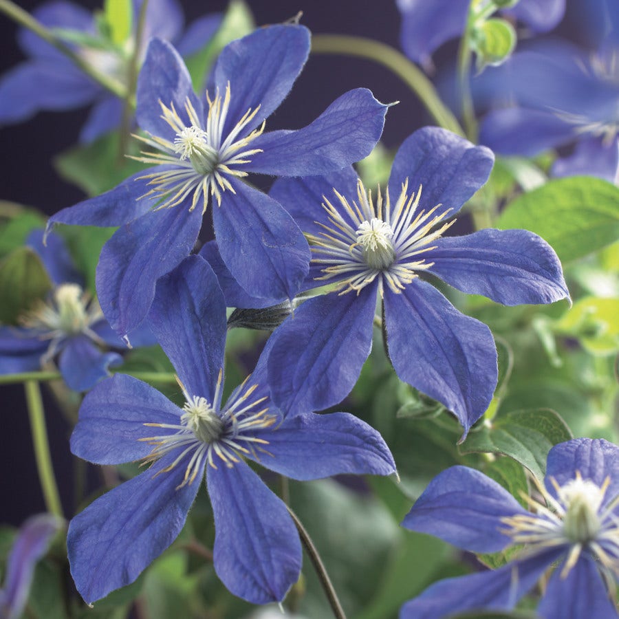 Bosrank (Clematis 'Arabella')