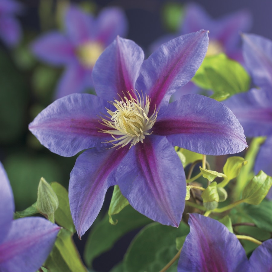 Bosrank (Clematis 'Barbara jackman')