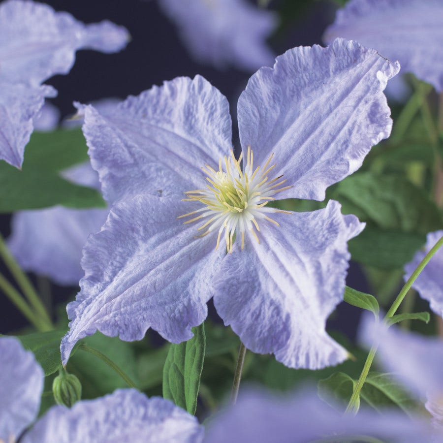 Bosrank (Clematis 'Blekitny Aniol' (Blue Angel))