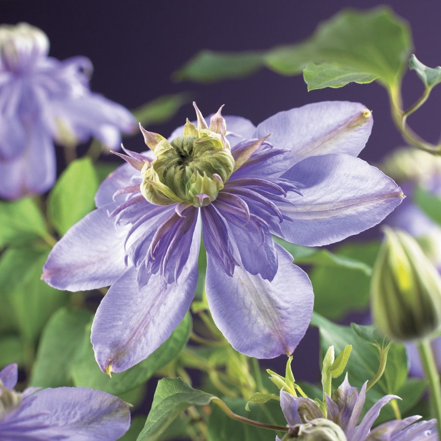 Bosrank (Clematis 'Blue light')