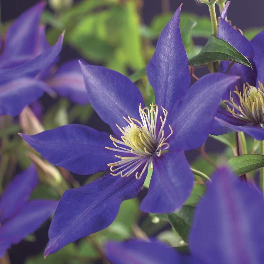 Bosrank (Clematis 'Daniel deronda')