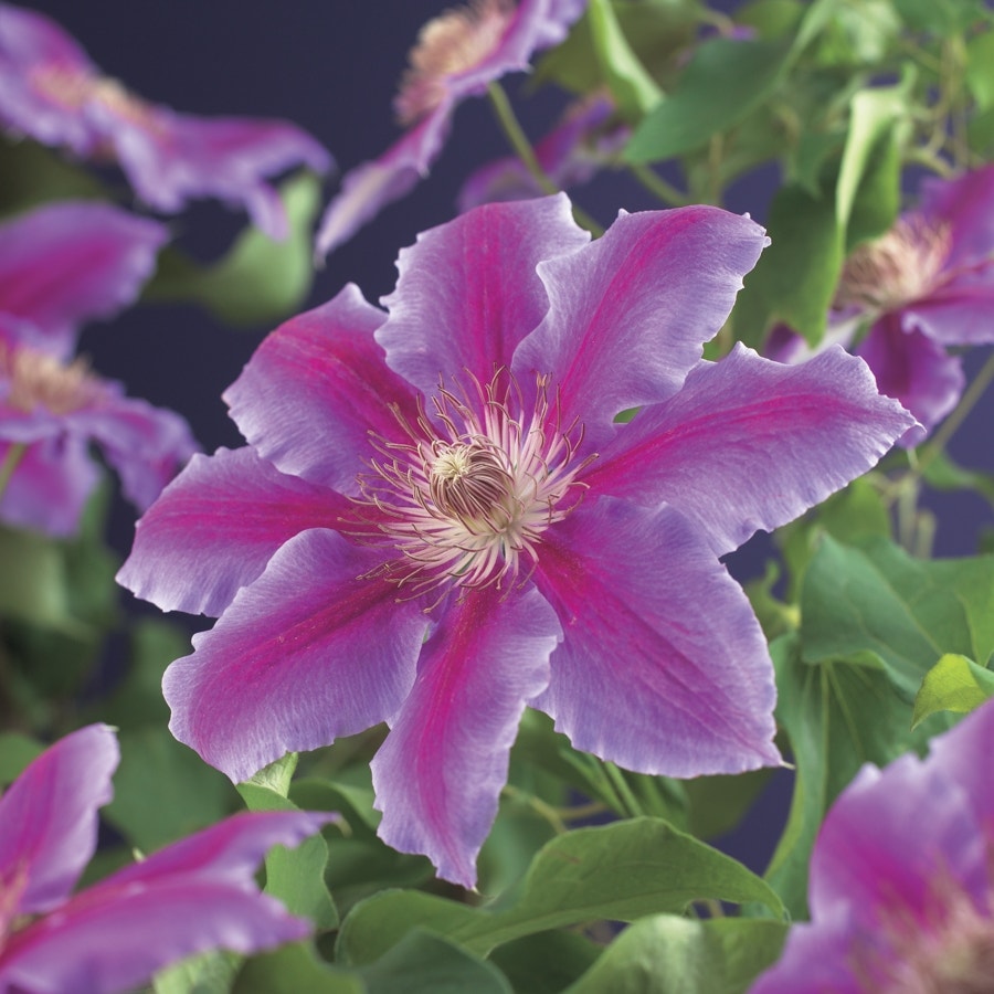 Bosrank (Clematis 'Dr Ruppel')