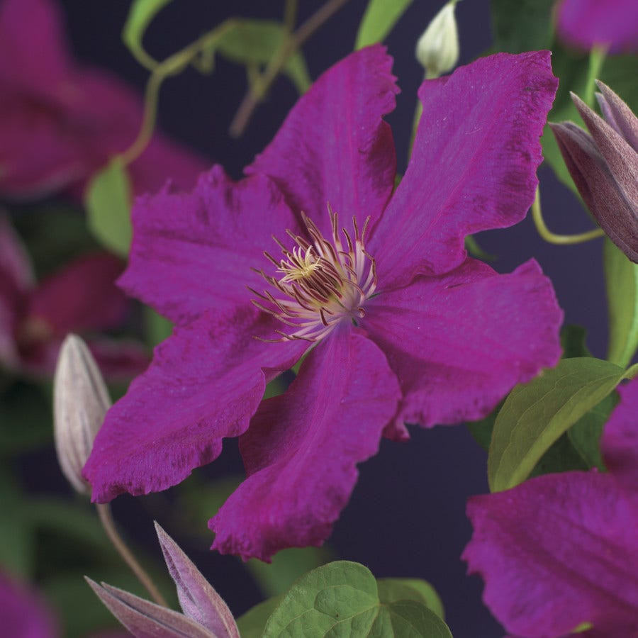 Bosrank (Clematis 'Ernest Markham')