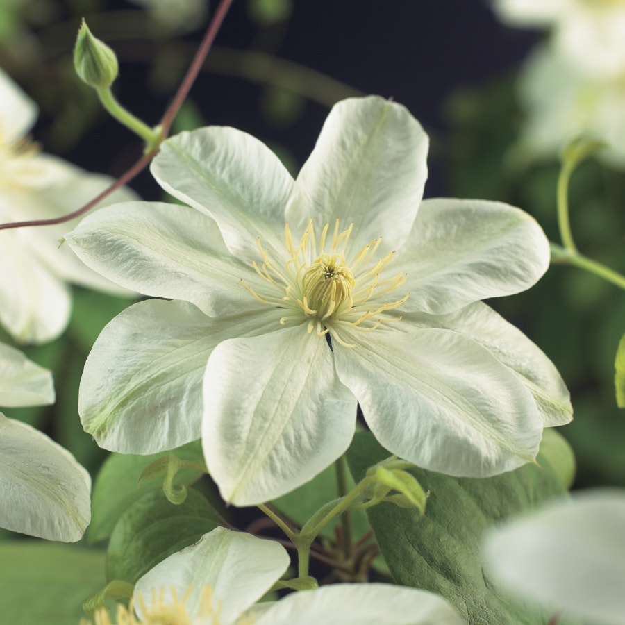 Bosrank (Clematis 'Guernsey Cream')