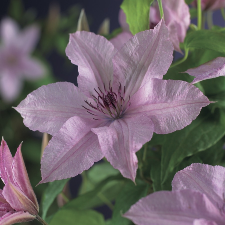 Bosrank (Clematis 'Hagley Hybrid')