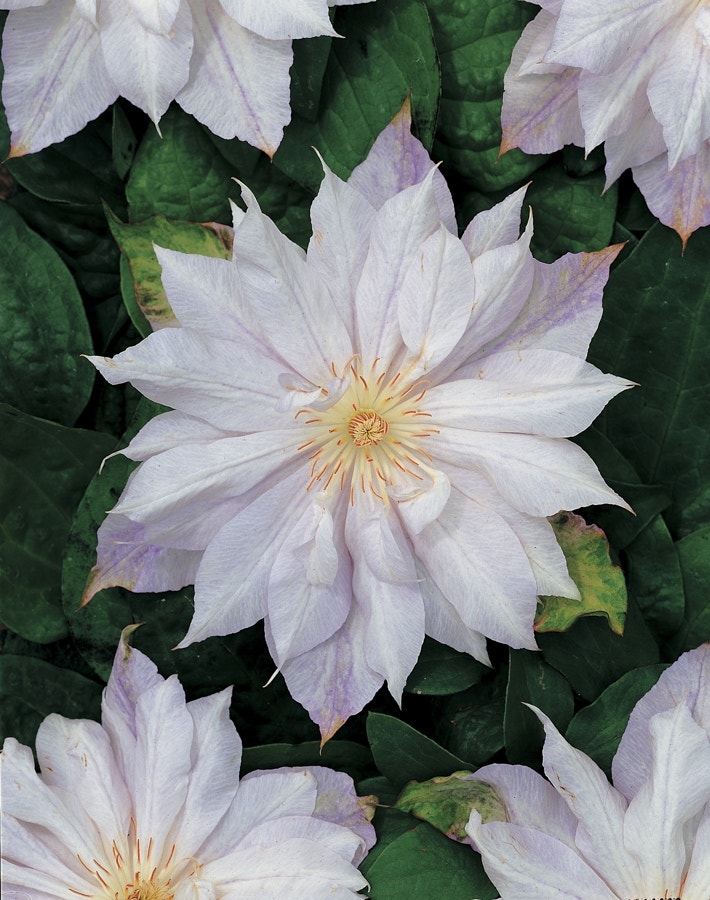 Bosrank (Clematis 'Jackmanii Alba')