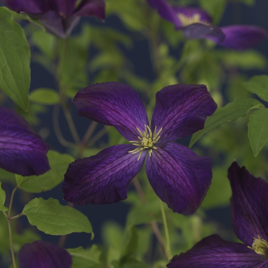 Bosrank (Clematis 'Jackmanii Purpurea')