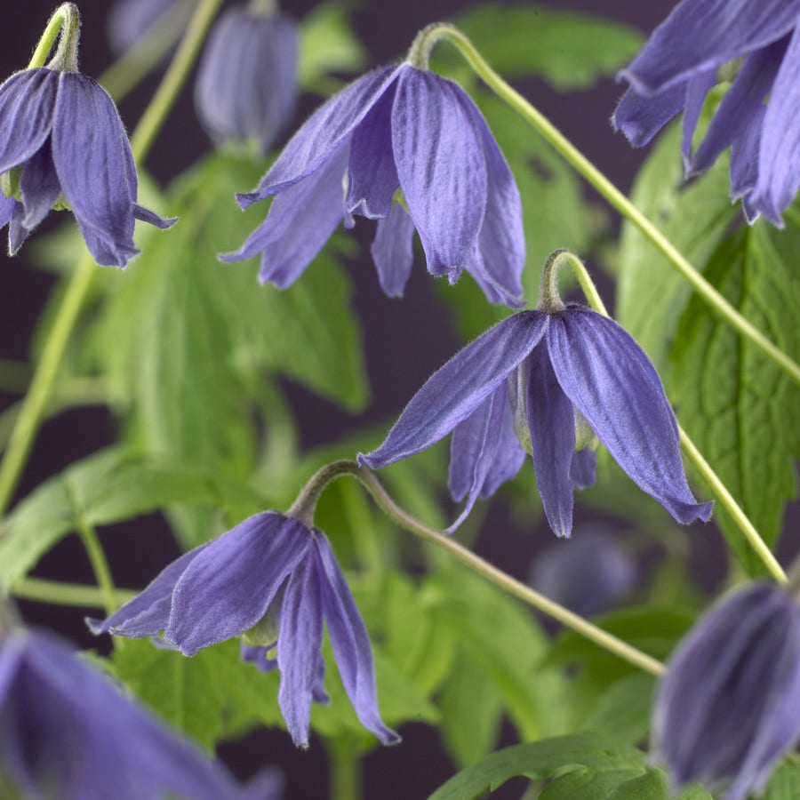 Bosrank (Clematis macropetala)