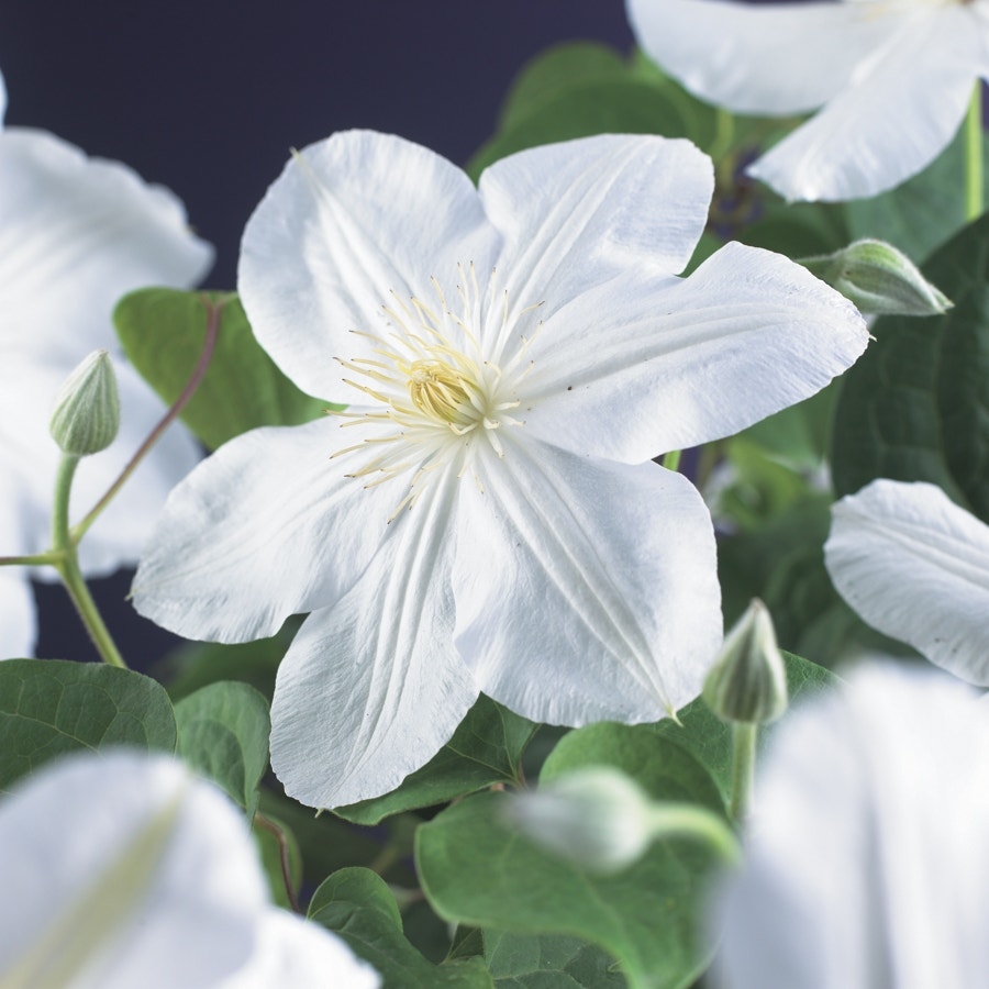 Bosrank (Clematis 'Madame Le Coultre')