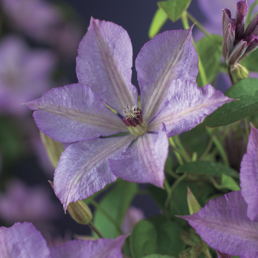 Bosrank (Clematis 'Margaret Hunt')