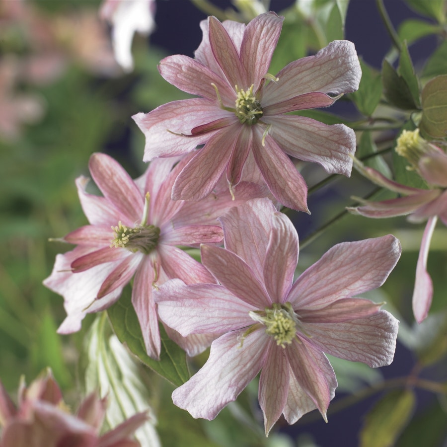 Bosrank (Clematis montana 'Broughton Star')