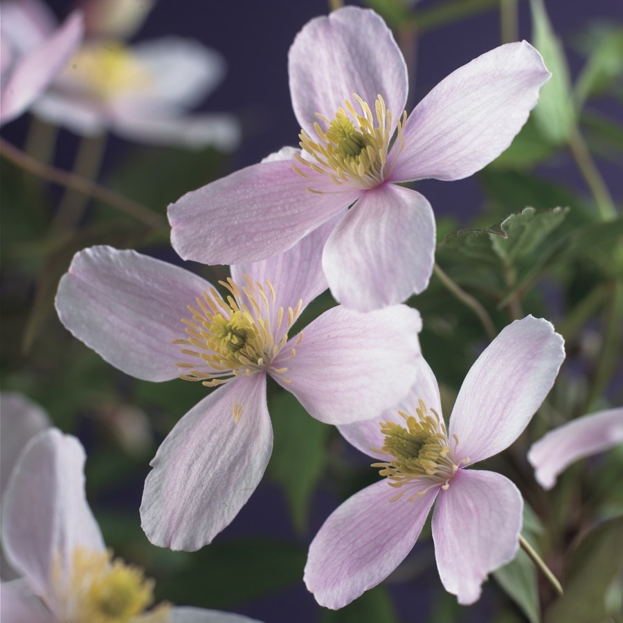 Bosrank (Clematis montana 'Fragrant Spring')