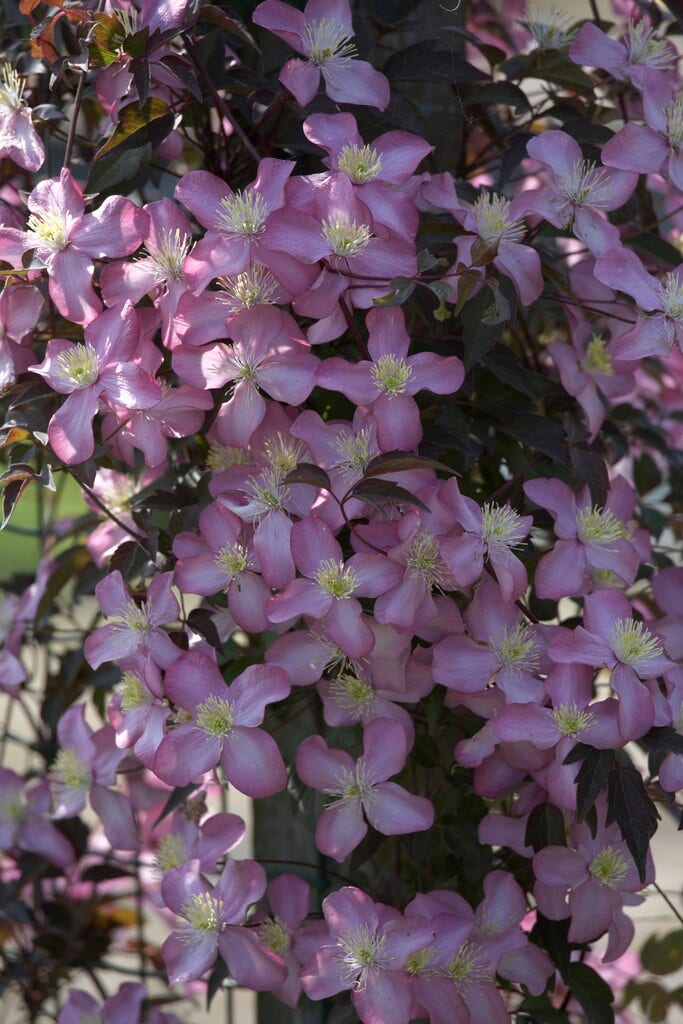 Bosrank (Clematis montana 'Freda')