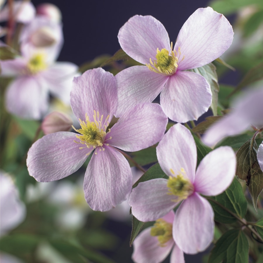 Bosrank (Clematis montana 'Rubens')