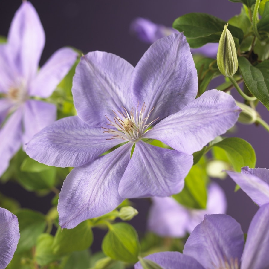 Bosrank (Clematis 'Mrs Cholmondeley')