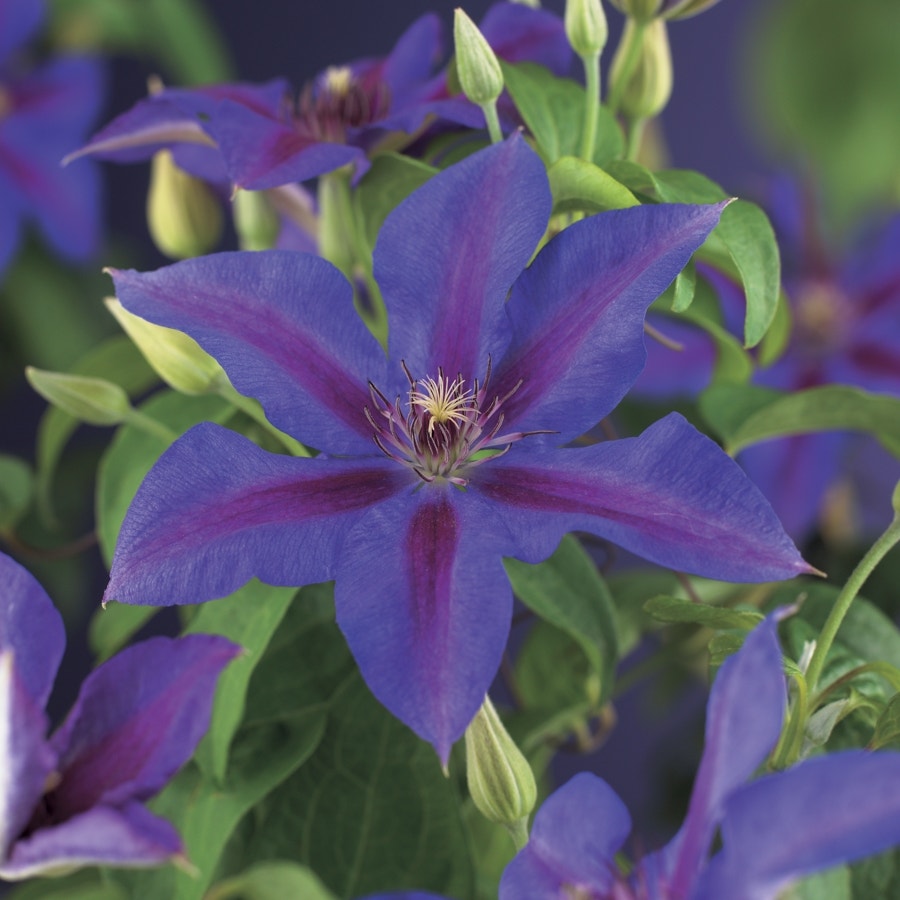 Bosrank (Clematis 'Mrs N thompson')