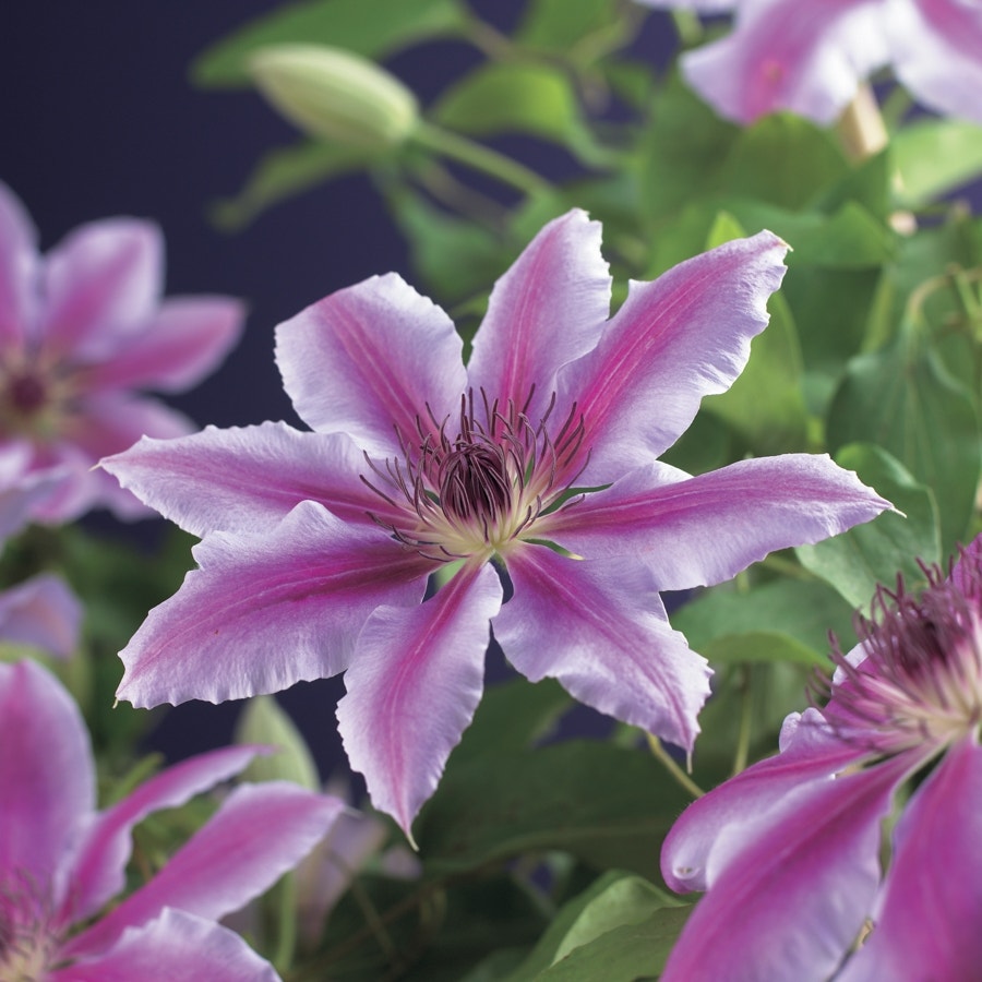 Bosrank (Clematis 'Nelly Moser')