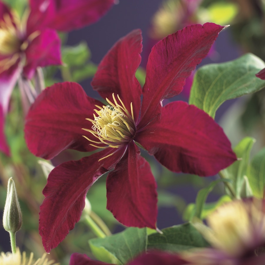 Bosrank (Clematis 'Niobe')