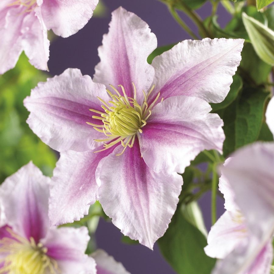 Bosrank (Clematis 'Piilu')