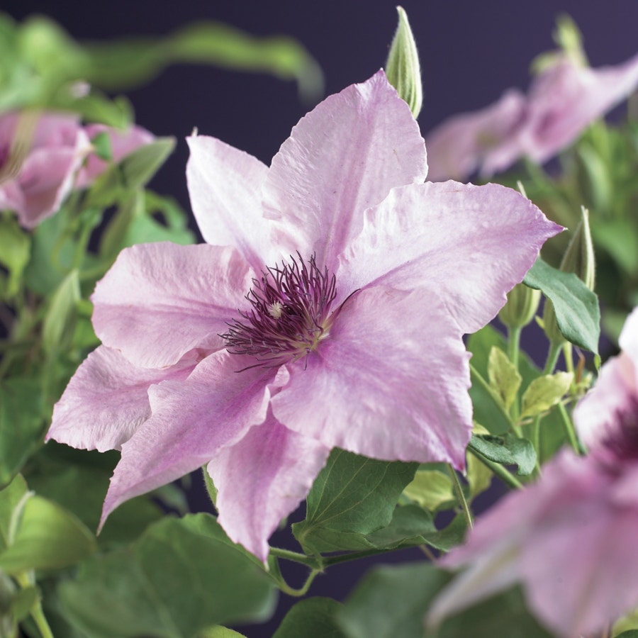 Bosrank (Clematis 'Pink fantasy')