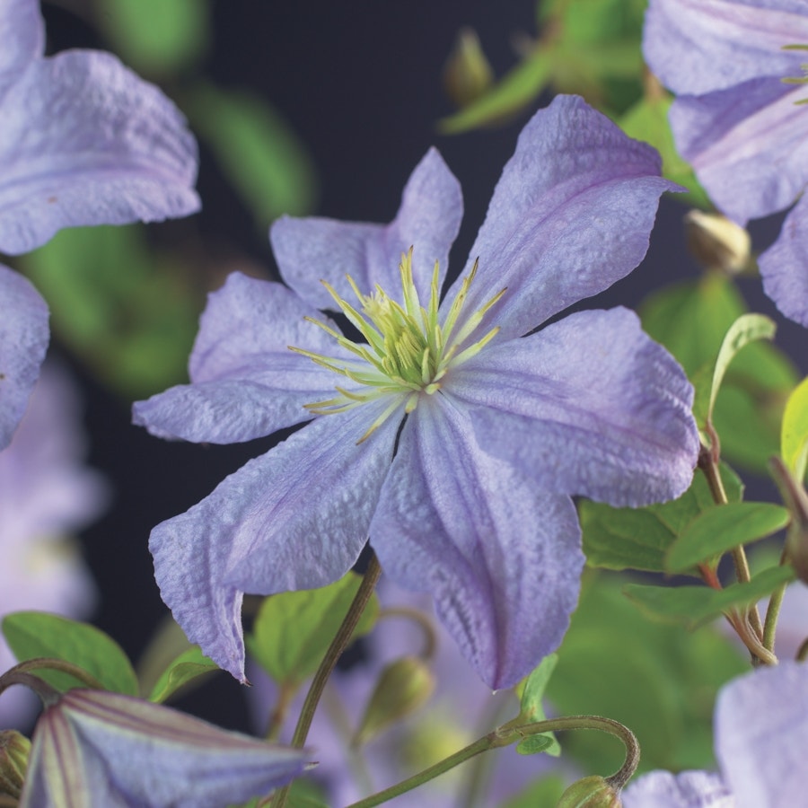 Bosrank (Clematis 'Prince Charles')