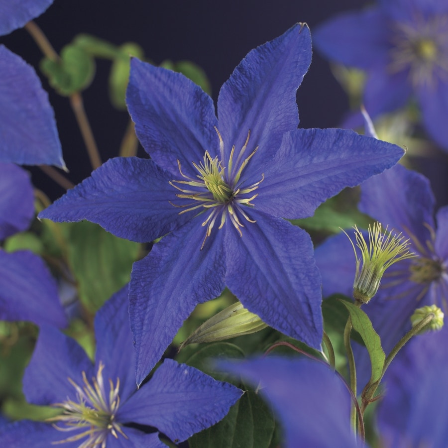 Bosrank (Clematis 'Rhapsody')