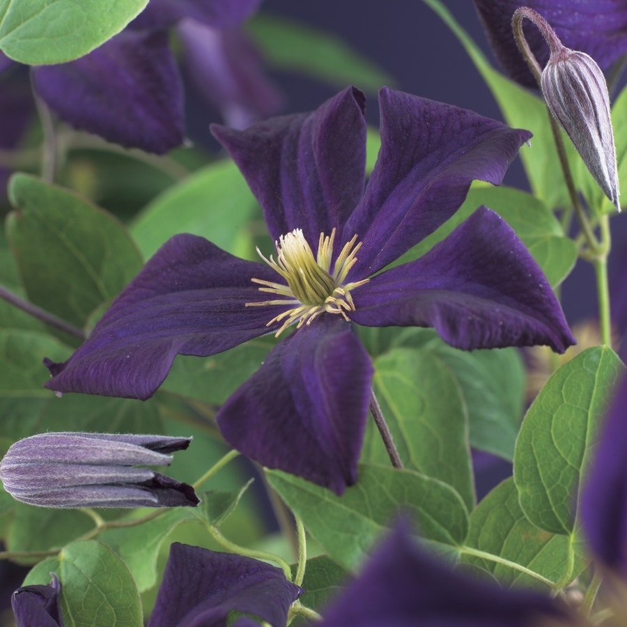 Bosrank (Clematis ´Romantika´)