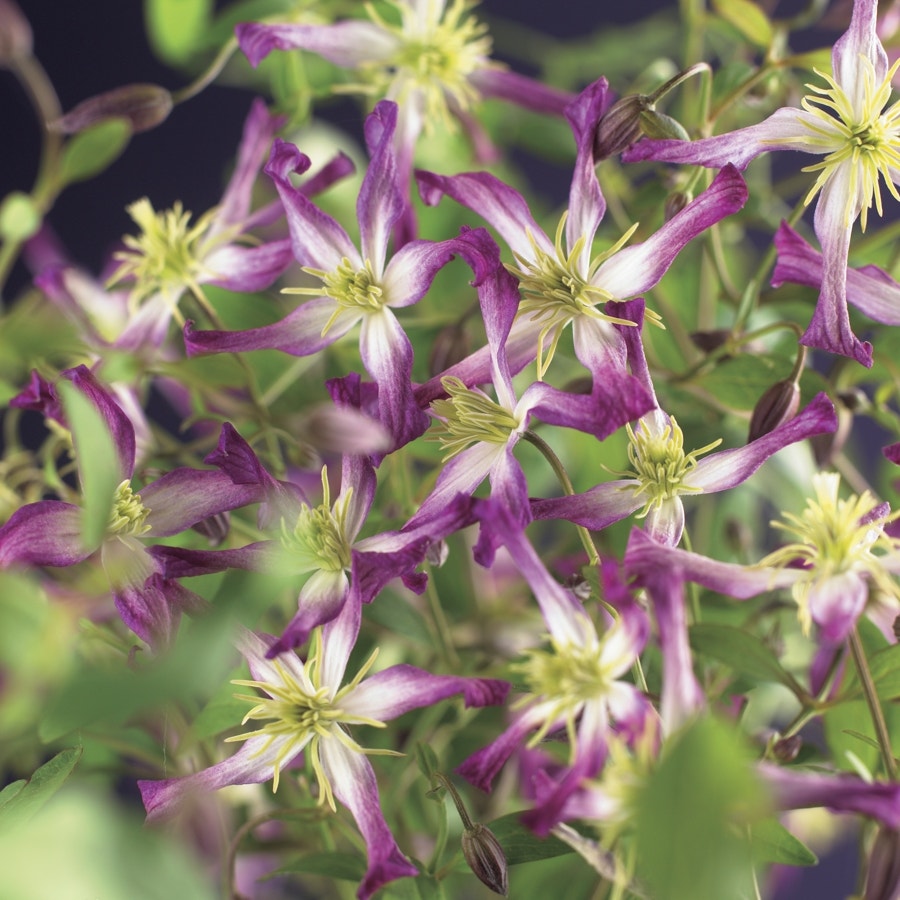 Bosrank (Clematis triternata 'Rubromarginata')