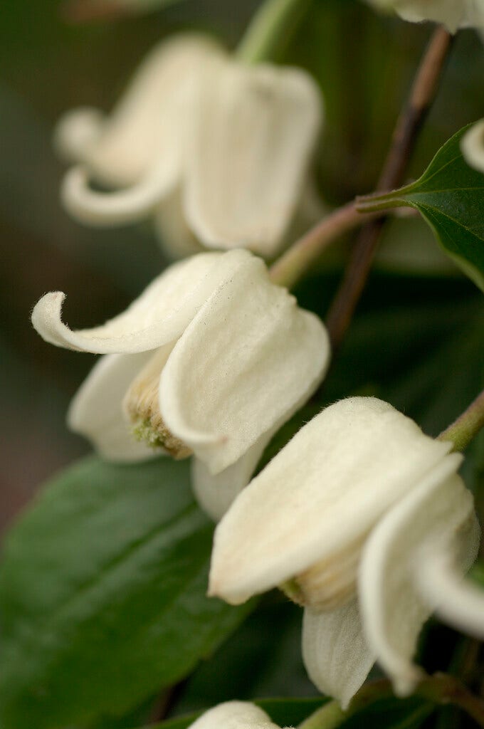 Groenblijvende Clematis (Clematis ‘Winter Beauty’)