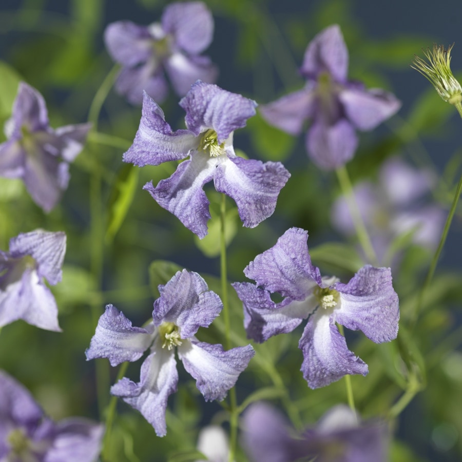 Bosrank (Clematis viticella 'Betty Corning')