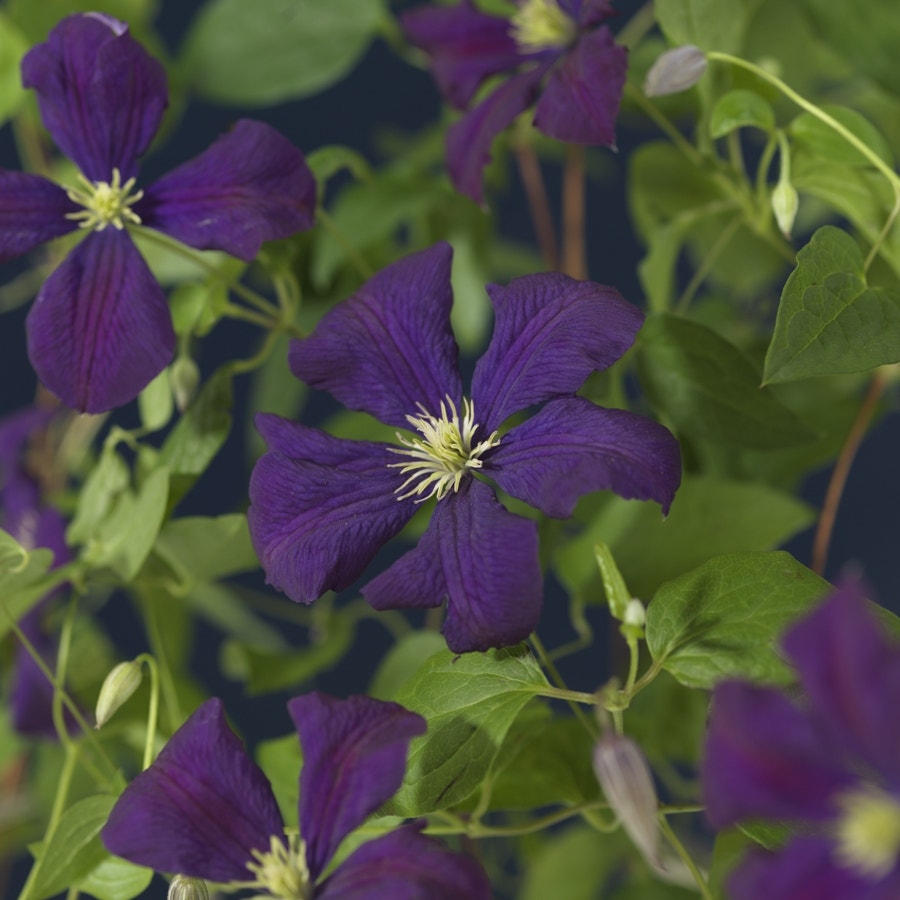 Bosrank (Clematis 'Etoile Violette')