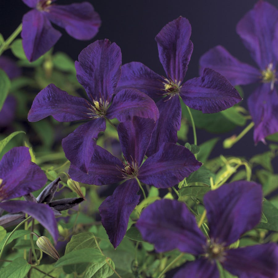 Bosrank (Clematis 'Polish Spirit')