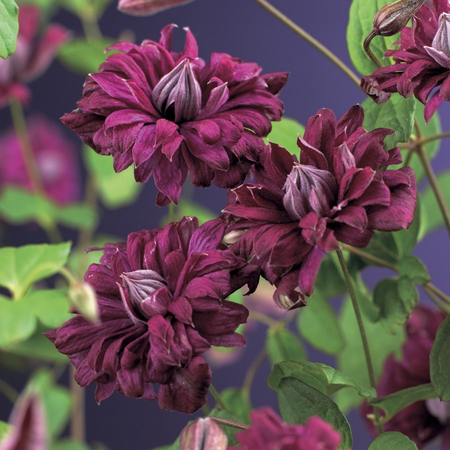 Bosrank (Clematis viticella 'Purpurea Plena Elegans')