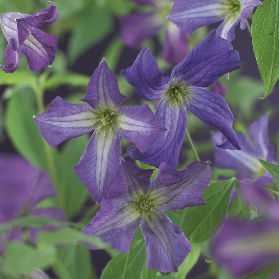 Bosrank (Clematis viticella)