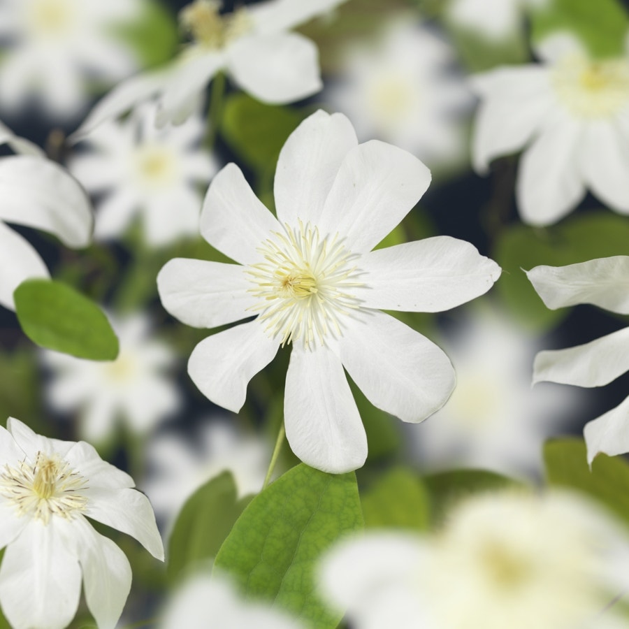 Bosrank (Clematis 'Wada's Primrose')