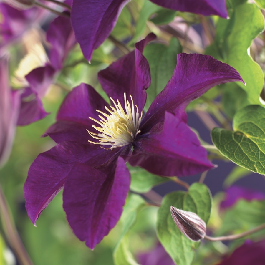 Bosrank (Clematis 'Warszawska Nike')