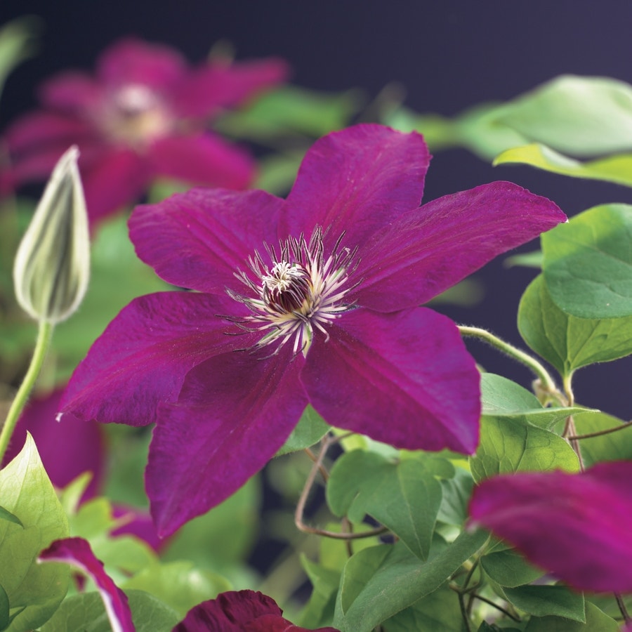 Bosrank (Clematis 'Westerplatte')