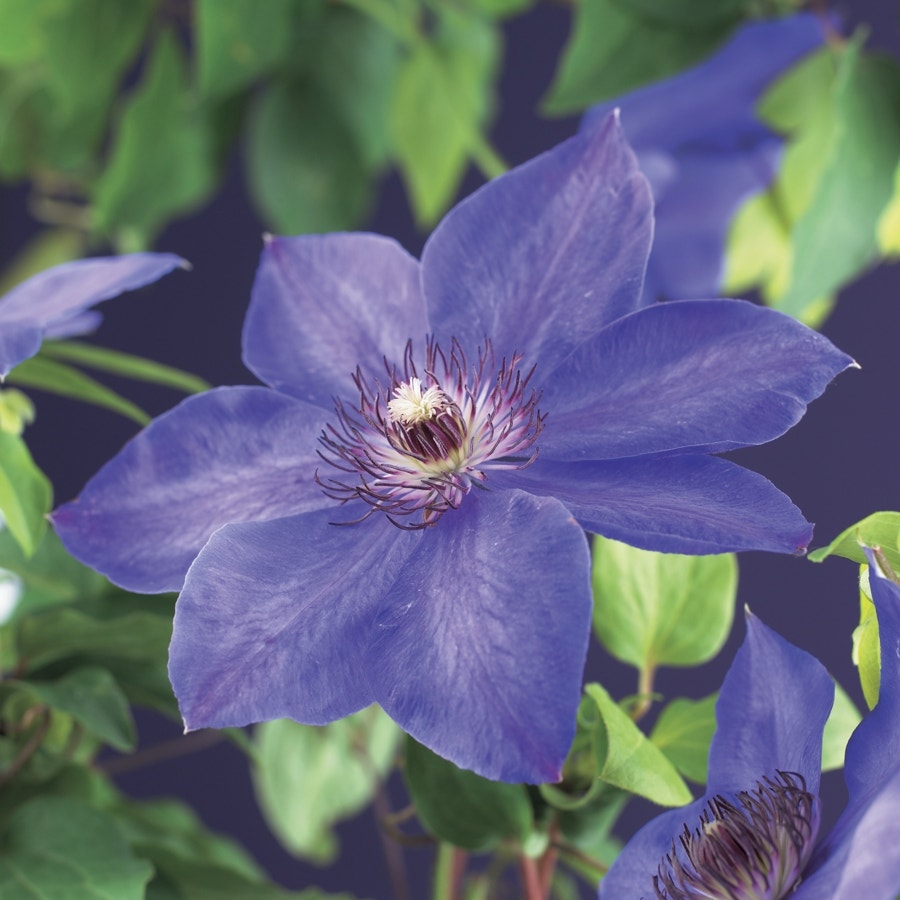 Bosrank (Clematis 'Xerxes')