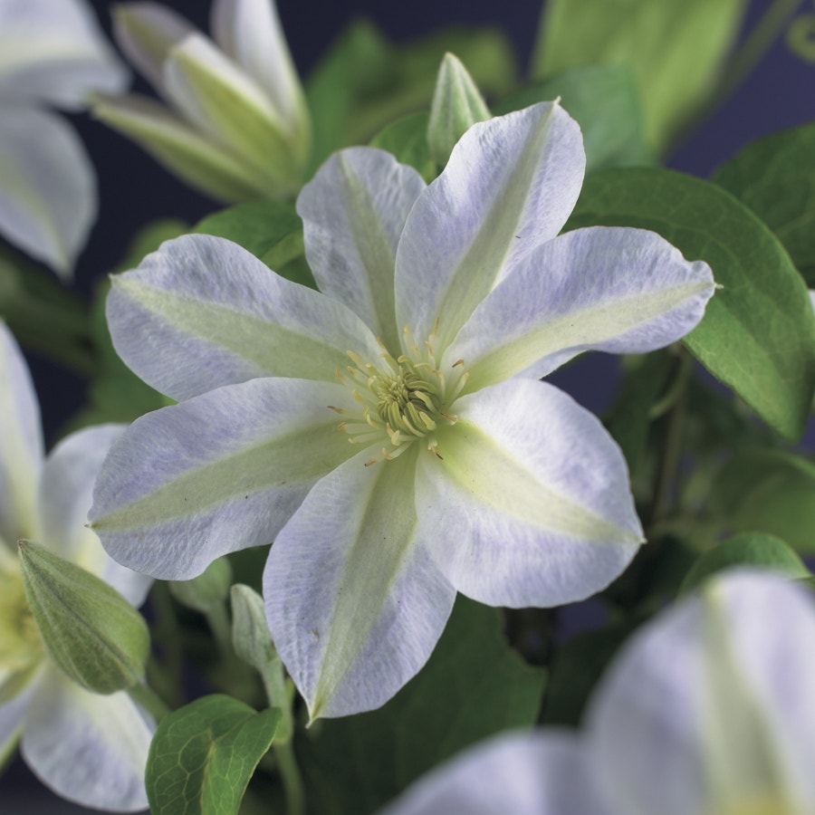 Bosrank (Clematis 'Yukikomachi')