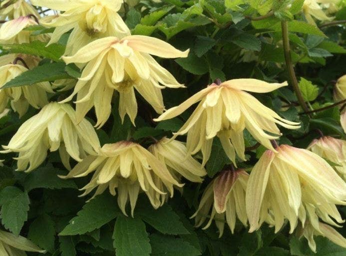 Bosrank (Clematis 'Amber')