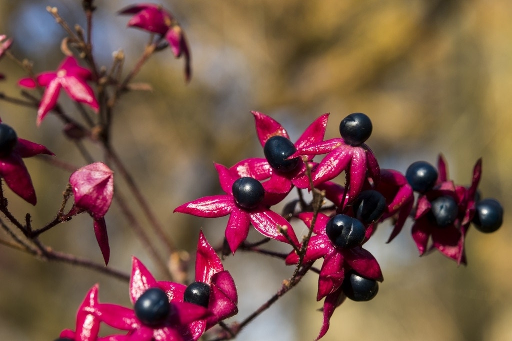 Pindakaasboom (Clerodendrum trichotomum fargesii)