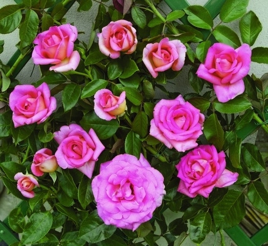 Klimroos (Rosa 'Parfum Royal')