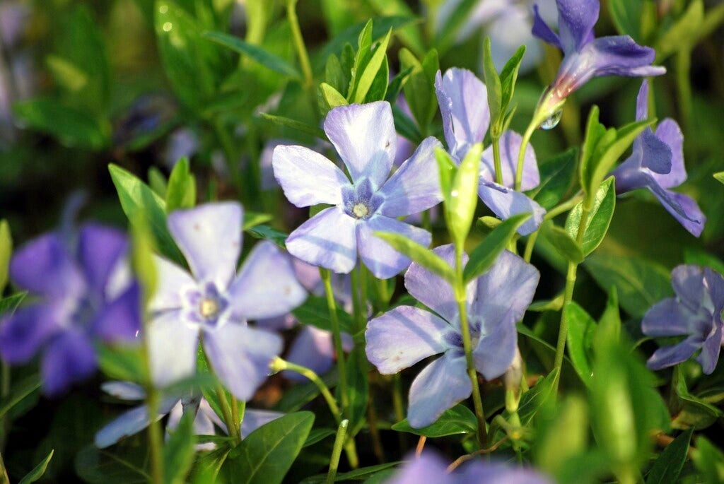 Maagdenpalm (Vinca minor 'La Grave' )