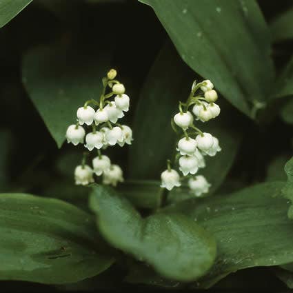 Lelietje der dalen (Convallaria majalis)