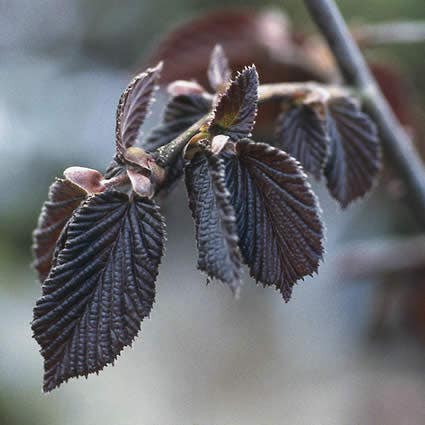 Rode hazelaar (Corylus maxima 'Purpurea')