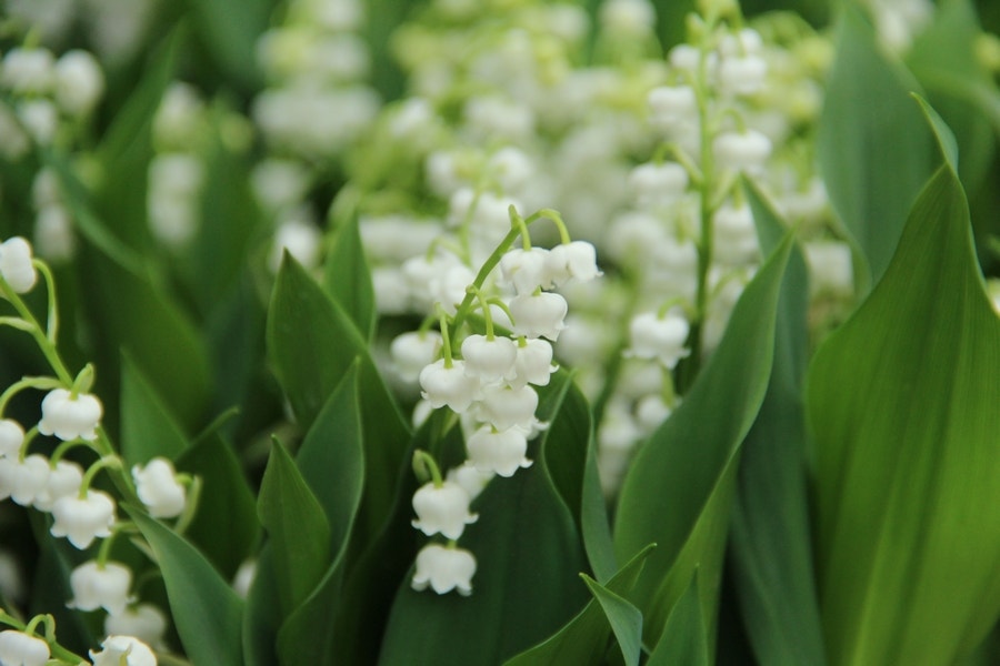 Lelietje der dalen (Convallaria majalis 'Bridal Choice')