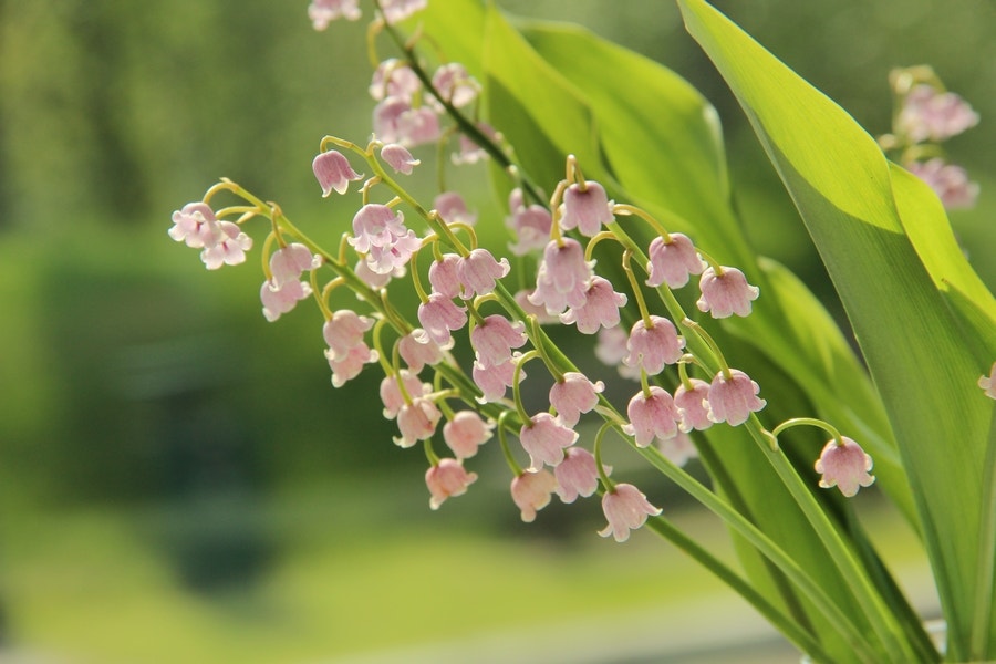 Lelietje der dalen bloembol (Convallaria majalis 'Rosea')