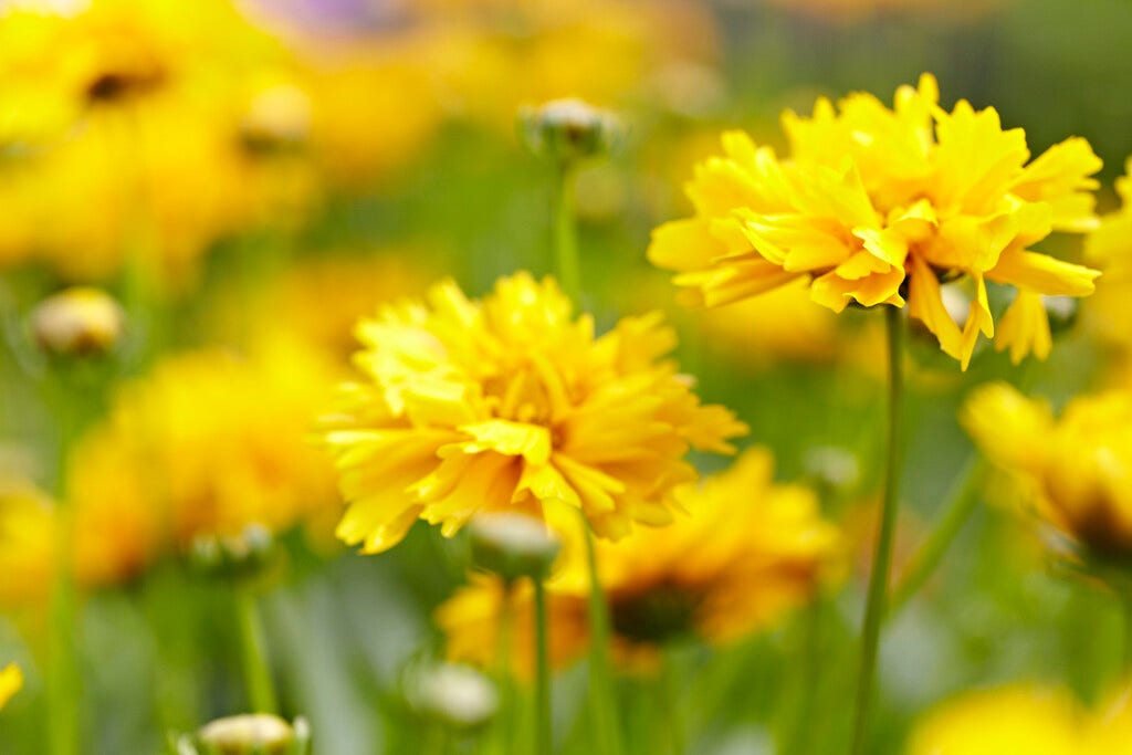 Meisjesogen (Coreopsis grandiflora 'Early Sunrise')